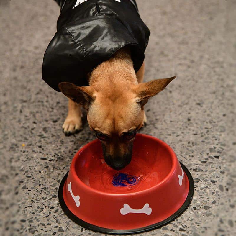 FDNY Stainless Steel Pet Bowl